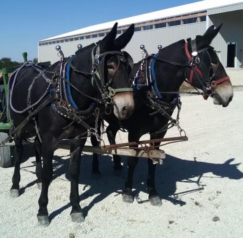 Percheron deals mules sale